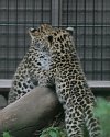 2 leopardin pentua
