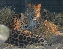 Leopardin pentu ja emo