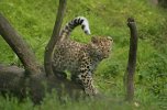 Leopardin pentu