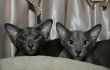 2 curious cats