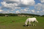 Horse in country landscape