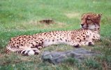 Cheetah lie