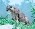 Cougar (Mountain lion)