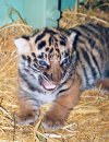 Female tiger cub