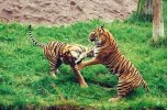 Tiger fight on land