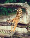 Tiger stretch