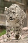 Snow leopard staring at photographer