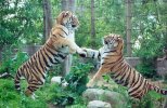 Tigers fighting friendly