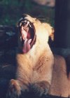 Female lion yawning