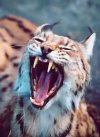 Lynx yawning