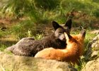 Red and black fox