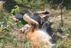 Lynx cub playing