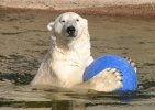 Polar bear with ball