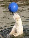 Polar bear showing ball trick