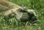 Male lion paw