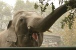 Elephant eating
