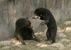 Two sun bears fighting