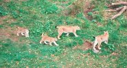 Lynx-family