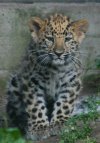 Leopardin pentu