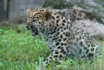 Leopardin pentu