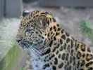 Leopardin pentu