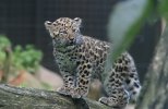 Leopardin pentu