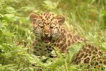 Leopardin pentu