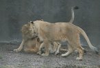 Leijonan pennut ja emo