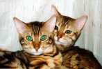 Bengal cats