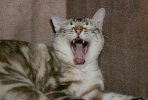 Yawning cat