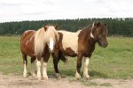 2 ponies