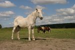 Horse and 2 ponies