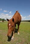 Curious horse