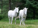 2 white horses