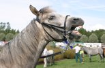 Pony yawning