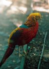 Bird