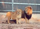 2 lions