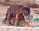 Tigers mating
