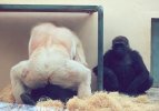 White gorilla mating