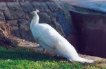 White peacock