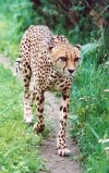 Cheetah walking