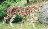 Cheetah walking