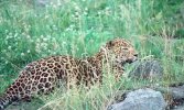 Leopard in grass