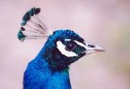 Peacock head close-up