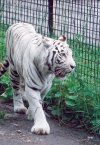 White tiger walking