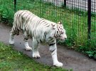 White tiger walking