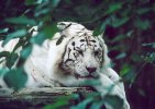 White tiger