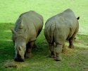 2 rhinos