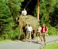 Elephantride