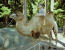 Camelride